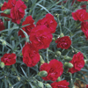 Perennial Flowers - One Gallon Pots, Sold in 6 count trays